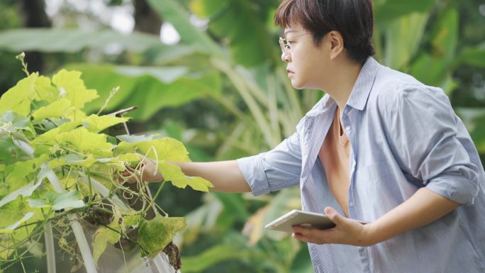 可持续的生活方式亚裔中国中年妇女在后院用数字平板电脑记录自己的有机农场生长