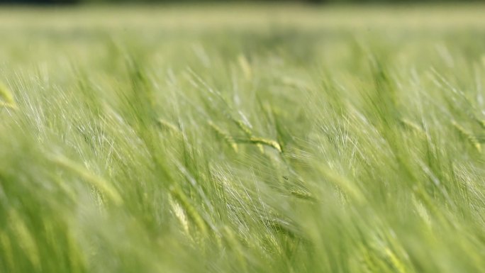 小麦麦田麦穗农业绿色