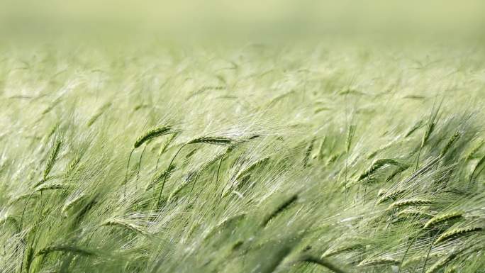 麦田 小麦 麦穗