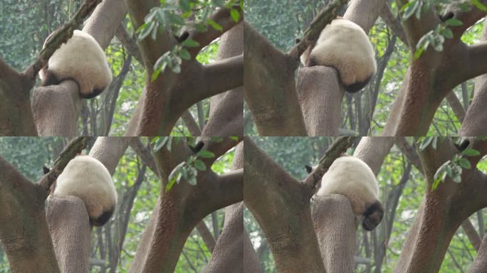 可爱的大熊猫从树上滑下来