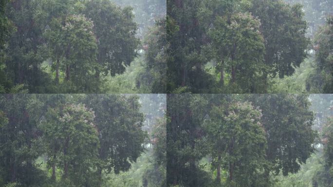 大雨的缓慢运动和茂盛的树叶背景