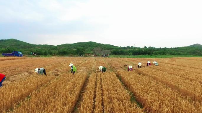 一排农民收麦子整齐的麦田