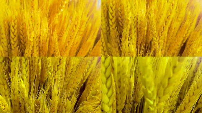 金黄色的装饰麦穗杆视频素材