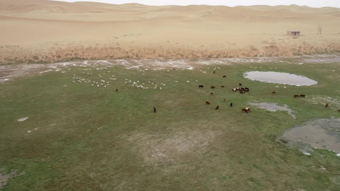 航拍腾格里沙漠湖泊中的羊群