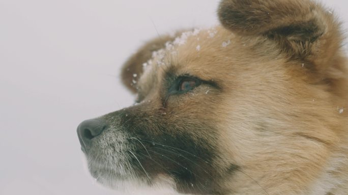 雪地里的狗特写