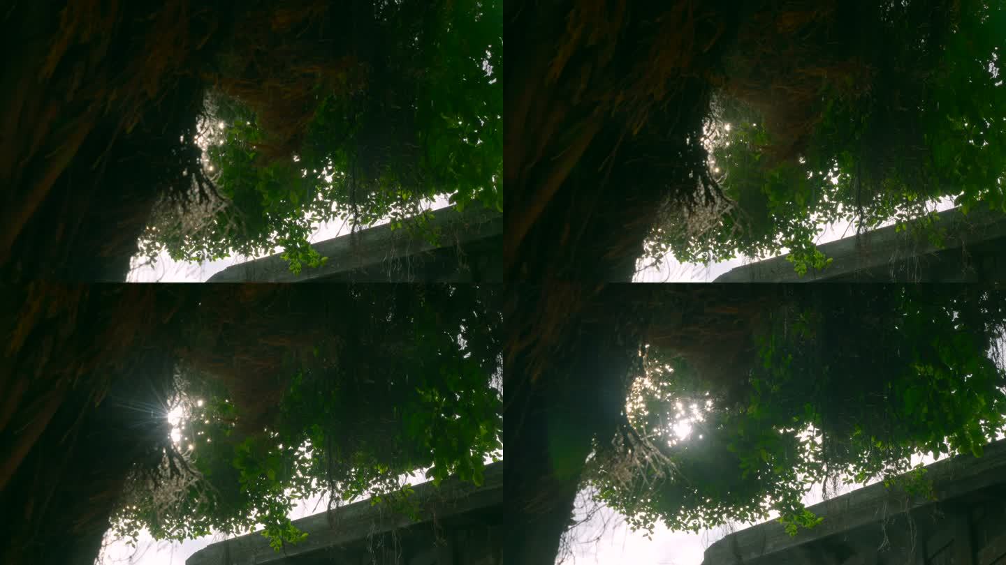 逆光榕树空镜2