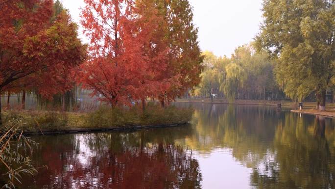 秋天红叶杉树