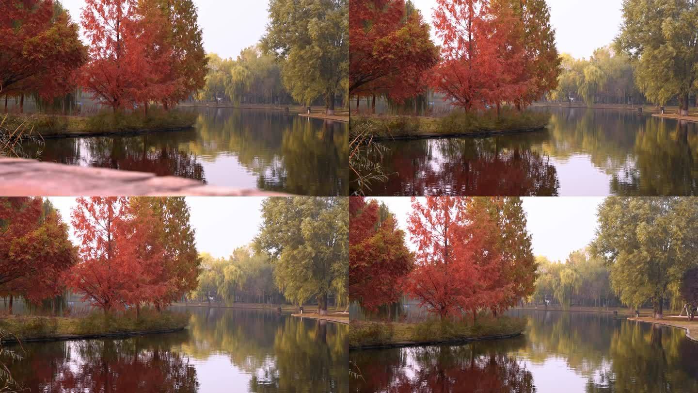 秋天红叶杉树