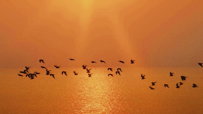 夕阳 鸟群飞过