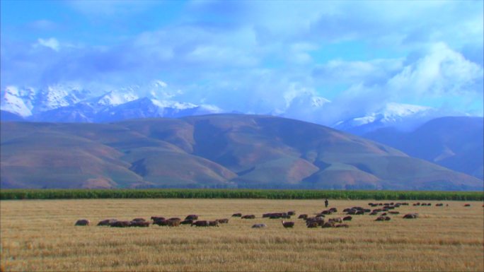 新疆伊犁牧场 天山脚下放牧 近景