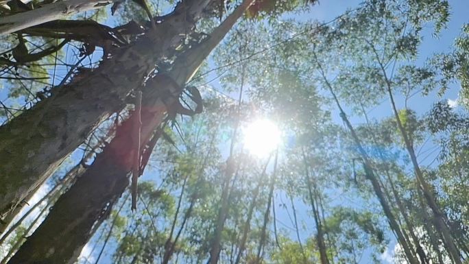 仰拍按树秋天蓝天白云森林绿叶风吹按树叶