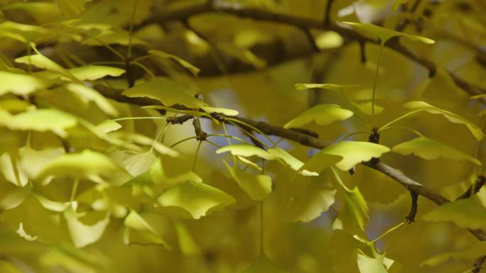 秋天、银杏叶黄了、金黄色叶子、立冬、银杏