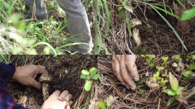 原产地挖菌菇农户上山寻找采摘挖野生松茸