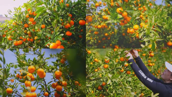 4K桔子园 柑橘丰收 采摘橘子