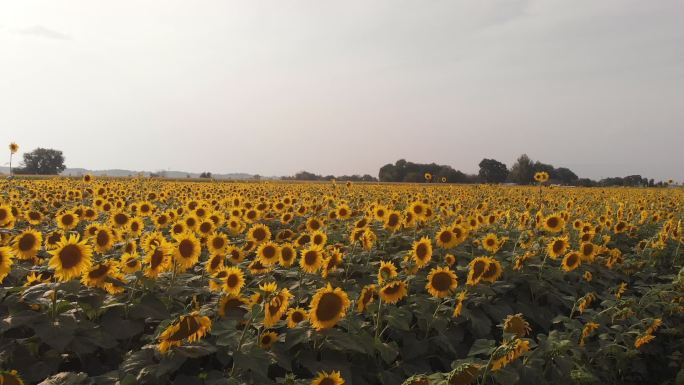 特写运动图像，科罗拉多州西部一片农田里生长的巨大向日葵沿着乡村公路的视频