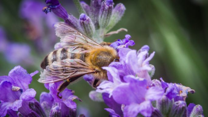 蜜蜂授粉花生物多样性一只勤劳