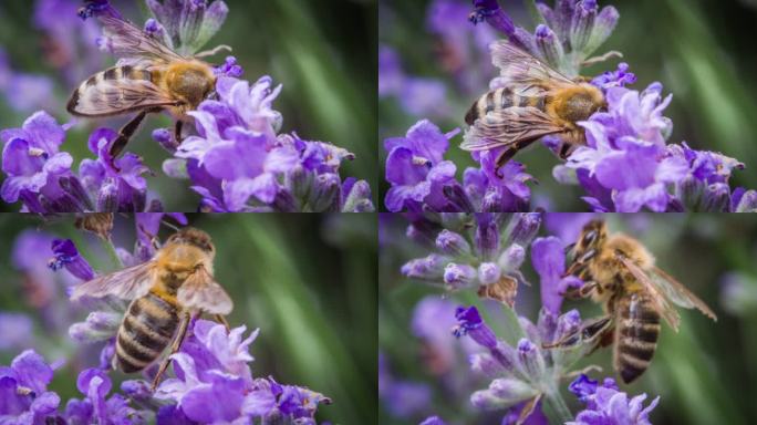 蜜蜂授粉花生物多样性一只勤劳