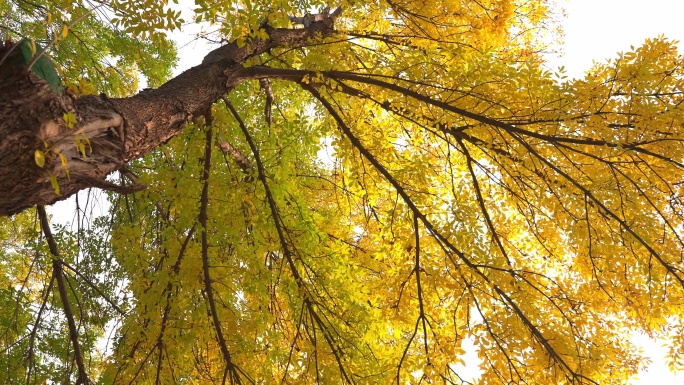 秋天大树