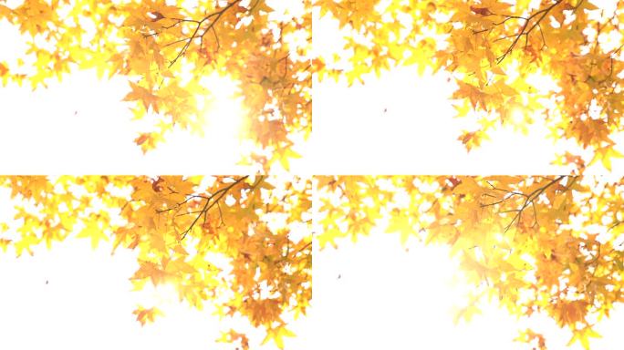秋天逆光唯美树叶