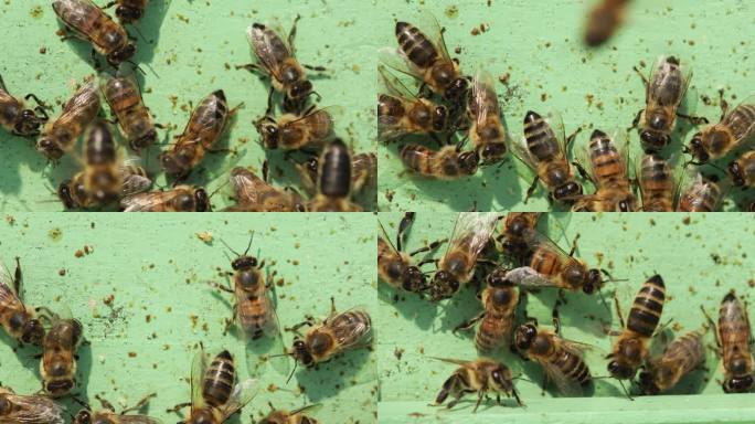 蜜蜂进入蜂巢蜜蜂高清特写实拍空镜头空境通