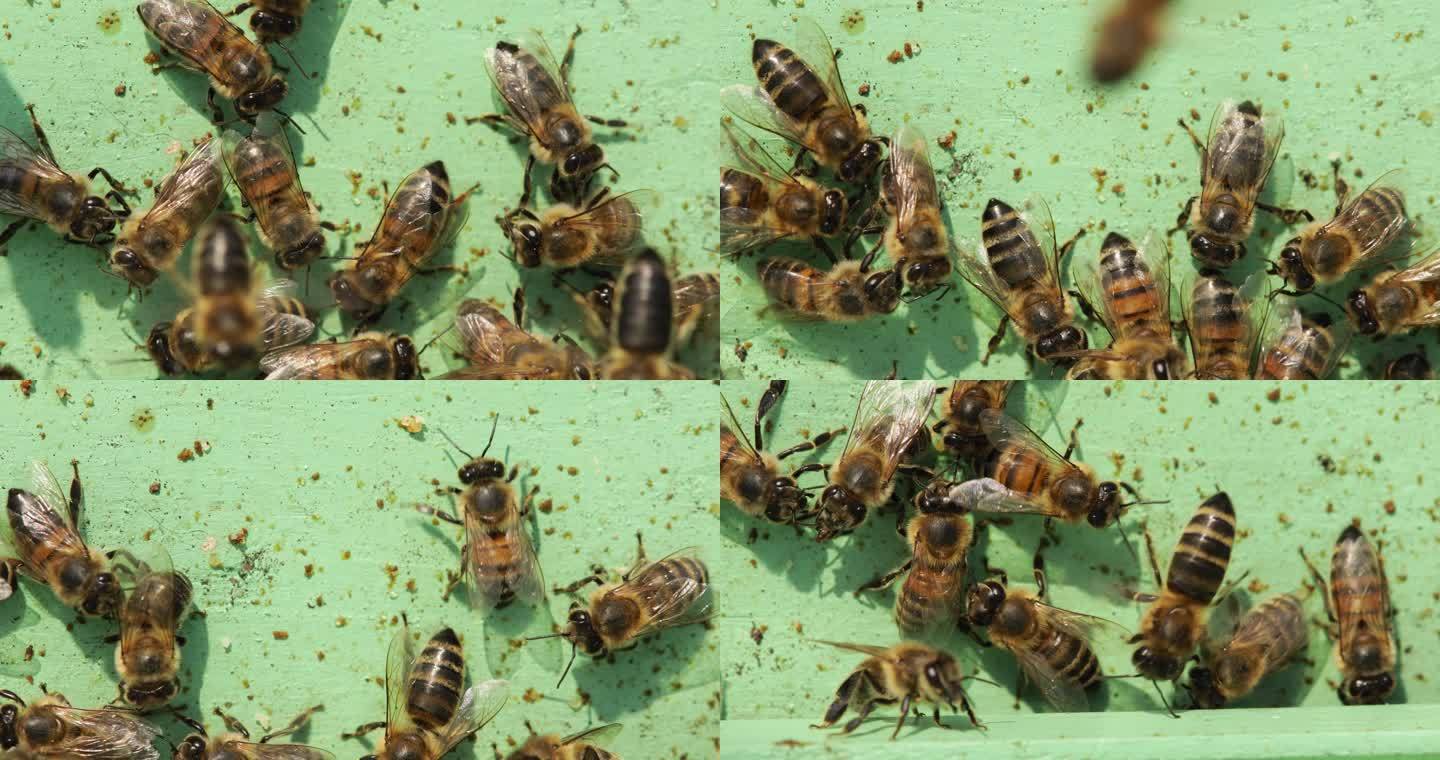 蜜蜂进入蜂巢蜜蜂高清特写实拍空镜头空境通