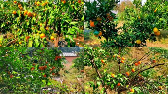 橘子园橘子林橘子树11段橘子镜头视频大全