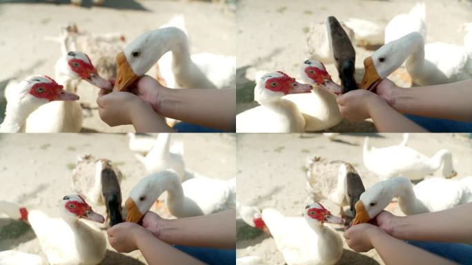 女孩向她的鹅群送去爱