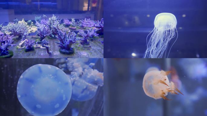 4K水母 小丑鱼 珊瑚 海洋生物视频