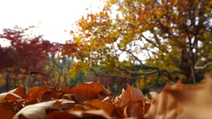 秋日树叶