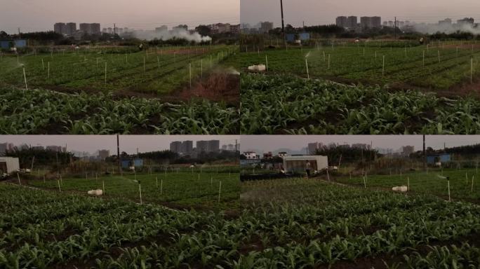 乡村傍晚落日炊烟田间田野植物菜地浇水喷淋