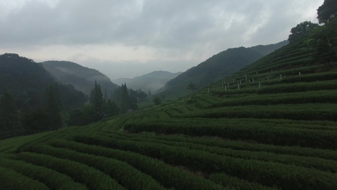 浙江杭州桐庐梅林路富春江大奇山茶山初秋