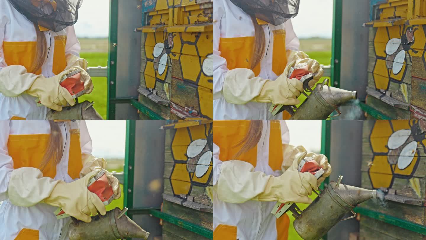 养蜂人用吸烟机让蜜蜂安静下来