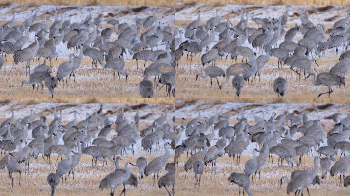 冬季的沙丘鹤：博斯克德尔阿帕奇国家野生动物保护区：新墨西哥州