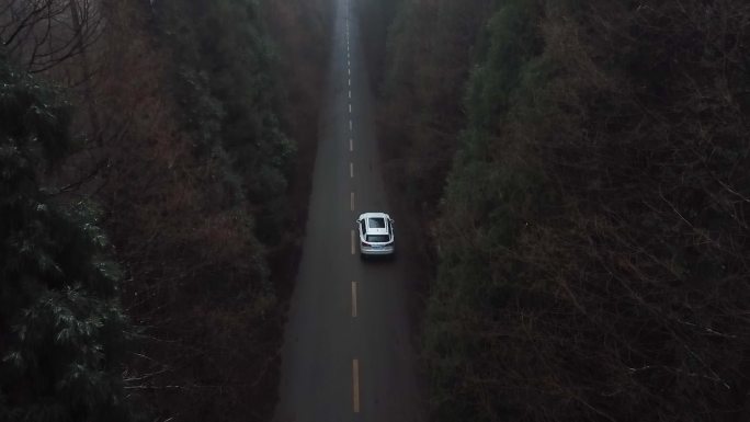 汽车穿越树林