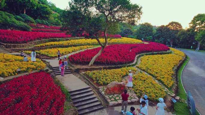 青秀山公园花卉 鲜花盛开 游人自拍