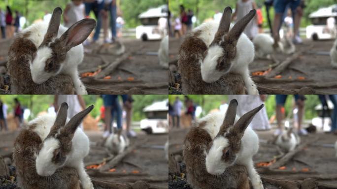 农场里可爱的小兔子