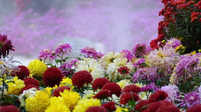菊花 中国名花 观赏花卉 秋菊