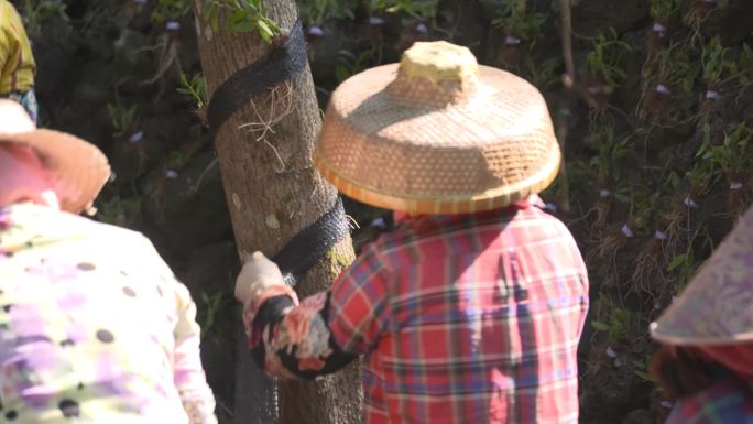 实拍海南石斛种植