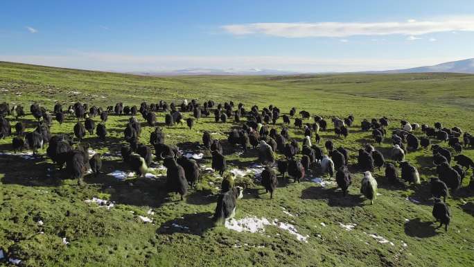 4k原创航拍牦牛群高原牧场藏民藏族放牧
