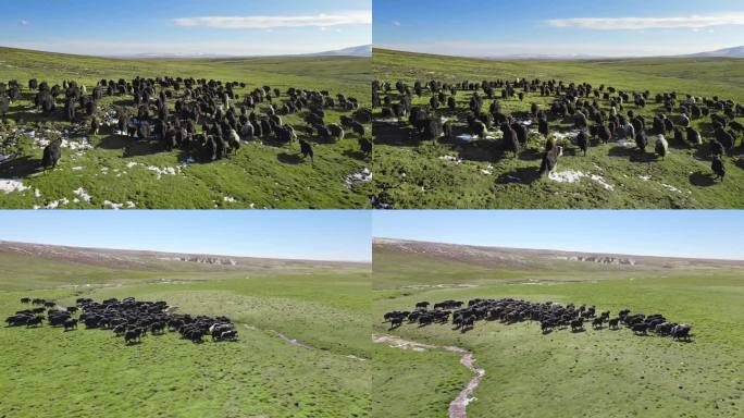 4k原创航拍牦牛群高原牧场藏民藏族放牧