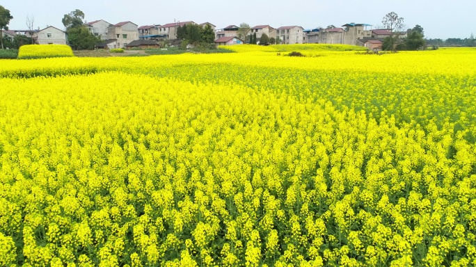 四川春天田园风光金黄的油菜花田野和村庄