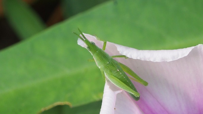 牵牛花上的蝗虫绿色蚱蜢绿色昆虫扁带勾