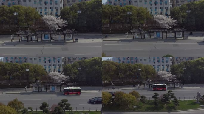苏州公交站台千的樱花