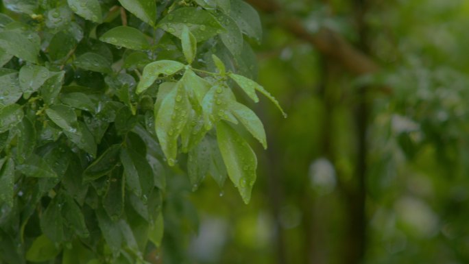 绿叶上的雨滴一日之计在于晨清晨晨跑