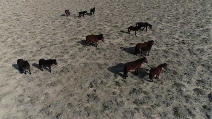戈壁滩上奔跑的马群