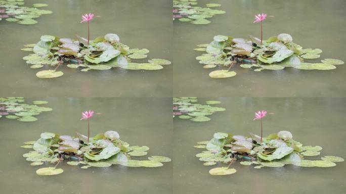 雨中睡莲和池塘Slog3-Rec.709