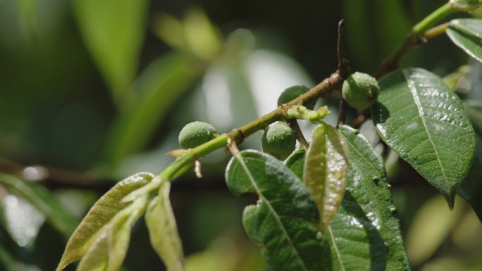 菩提树枝叶菩提籽特写