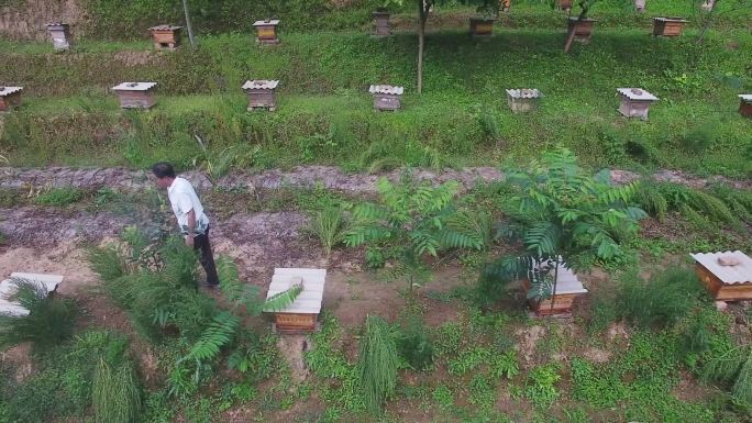 中蜂养殖基地 养蜂人Y