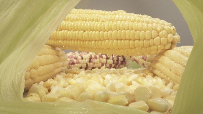 玉米的各种形态拍摄4K