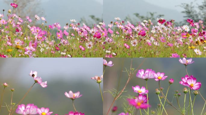 格桑花4k花朵